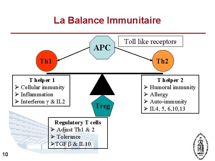 La Balance Immunitaire APC Th 1 T helper 1 Ø Cellular immunity Ø Inflammation