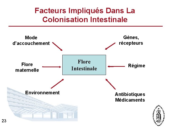 Facteurs Impliqués Dans La Colonisation Intestinale Gènes, récepteurs Mode d’accouchement Flore maternelle Environnement 23