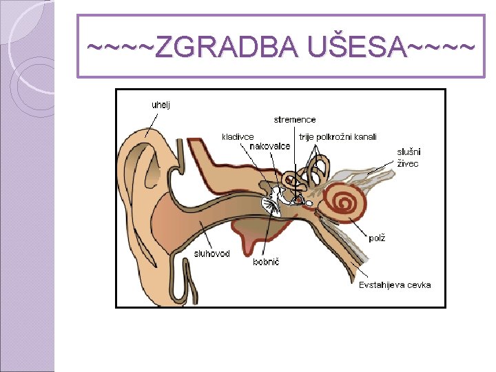 ~~~~ZGRADBA UŠESA~~~~ 