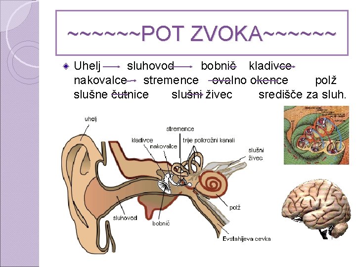 ~~~~~~POT ZVOKA~~~~~~ Uhelj sluhovod bobnič kladivce nakovalce stremence ovalno okence polž slušne čutnice slušni