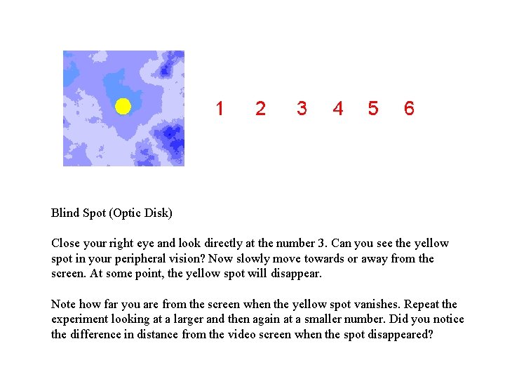 Blind Spot (Optic Disk) Close your right eye and look directly at the number