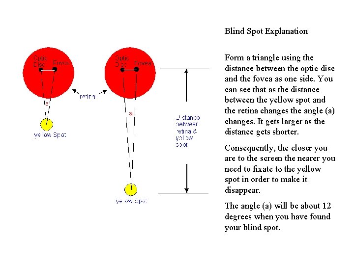 Blind Spot Explanation Form a triangle using the distance between the optic disc and