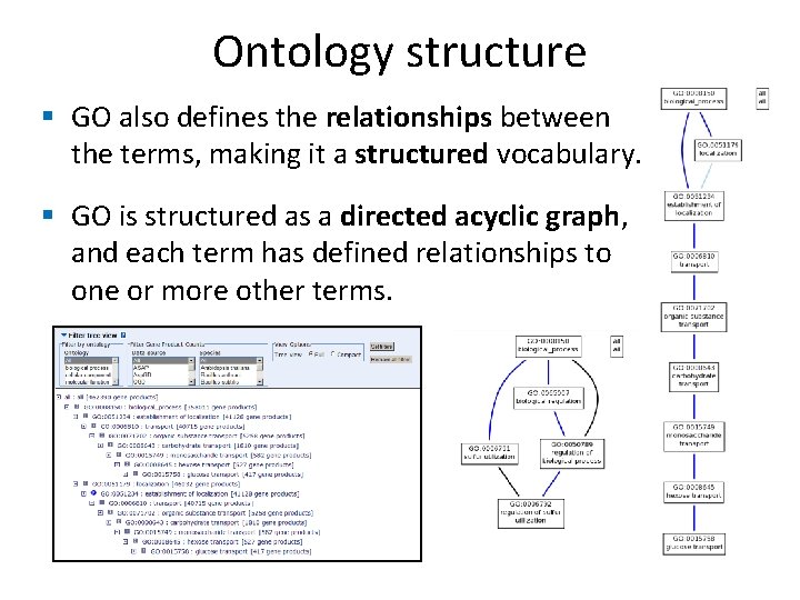 Ontology structure § GO also defines the relationships between the terms, making it a