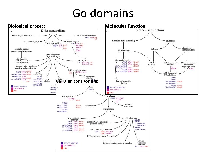 Go domains Molecular function Biological process Cellular component 