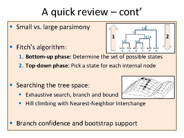 A quick review – cont’ § Small vs. large parsimony § Fitch’s algorithm: 1.