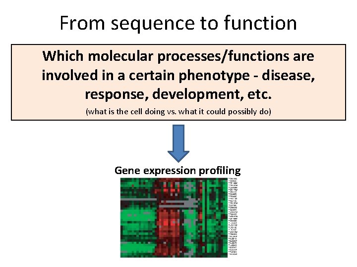 From sequence to function Which molecular processes/functions are involved in a certain phenotype -
