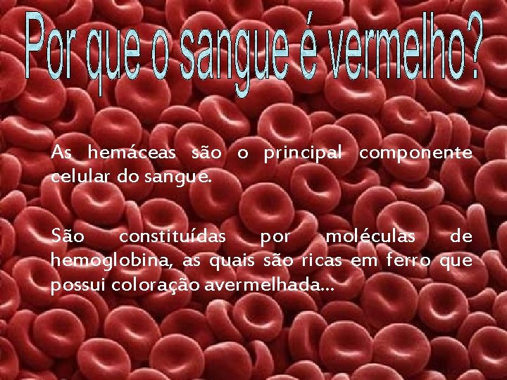 As hemáceas são o principal componente celular do sangue. São constituídas por moléculas de
