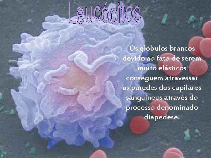 Os glóbulos brancos devido ao fato de serem muito elásticos conseguem atravessar as paredes