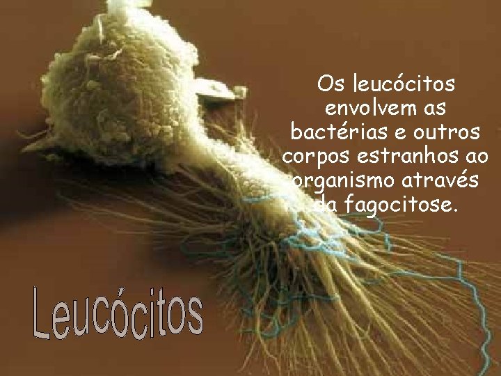 Os leucócitos envolvem as bactérias e outros corpos estranhos ao organismo através da fagocitose.