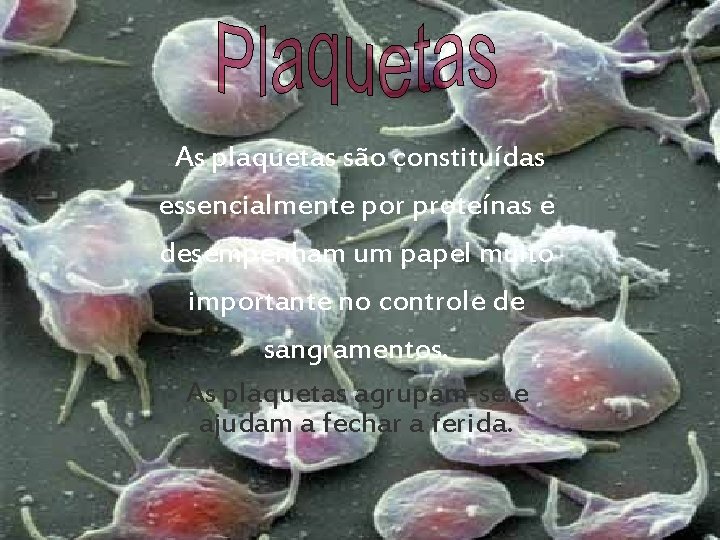  As plaquetas são constituídas essencialmente por proteínas e desempenham um papel muito importante