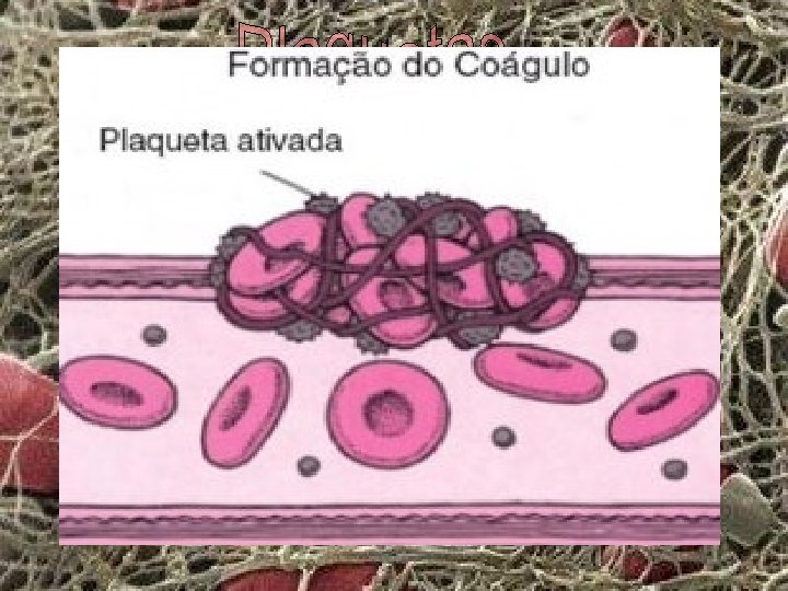 Os tecidos afetados e as plaquetas produzem substâncias químicas que ajudam a ativar a