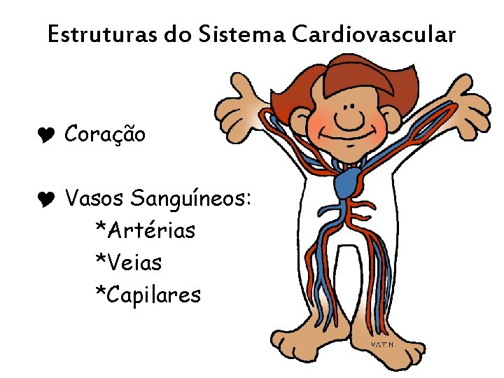 Estruturas do Sistema Cardiovascular Y Coração Y Vasos Sanguíneos: *Artérias *Veias *Capilares 