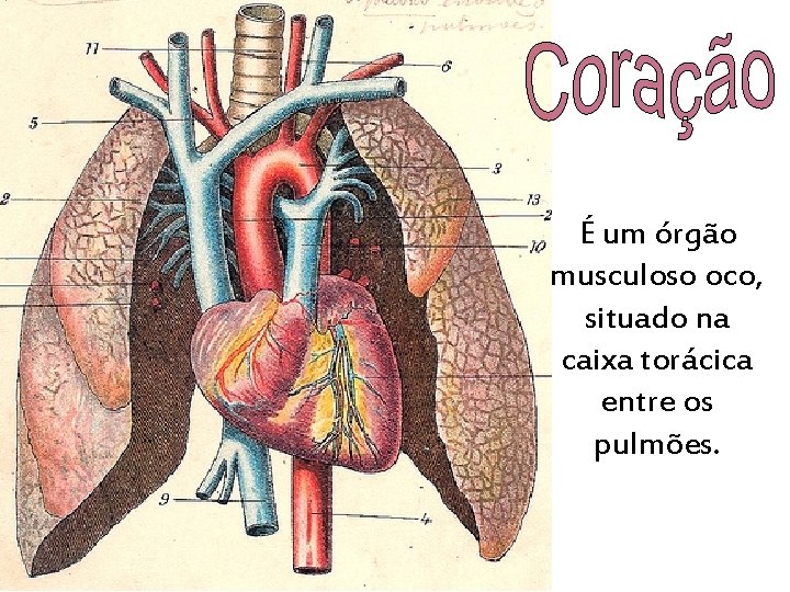 É um órgão musculoso oco, situado na caixa torácica entre os pulmões. 