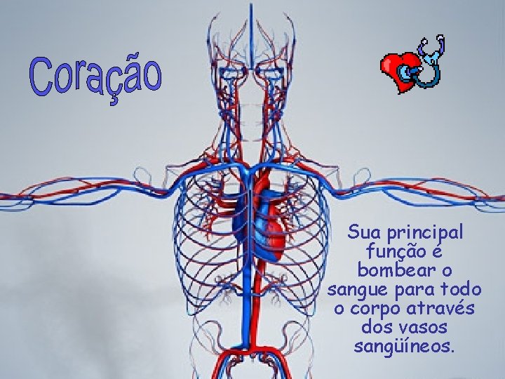 Sua principal função é bombear o sangue para todo o corpo através dos vasos