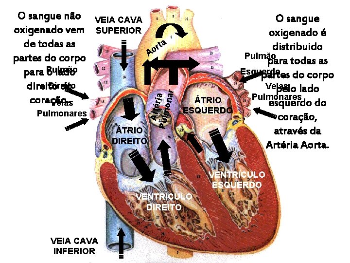 VEIA CAVA SUPERIOR ta r o r A Pulmonares ÁTRIO DIREITO Artér Pulm ia