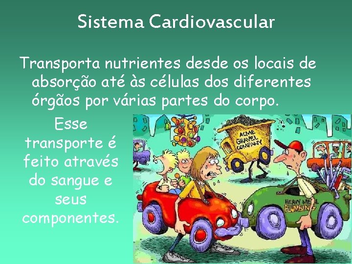 Sistema Cardiovascular Transporta nutrientes desde os locais de absorção até às células dos diferentes