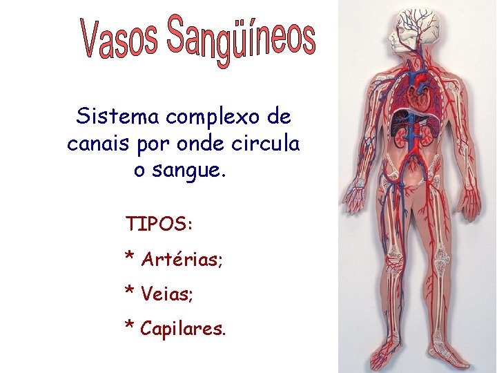 Sistema complexo de canais por onde circula o sangue. TIPOS: * Artérias; * Veias;