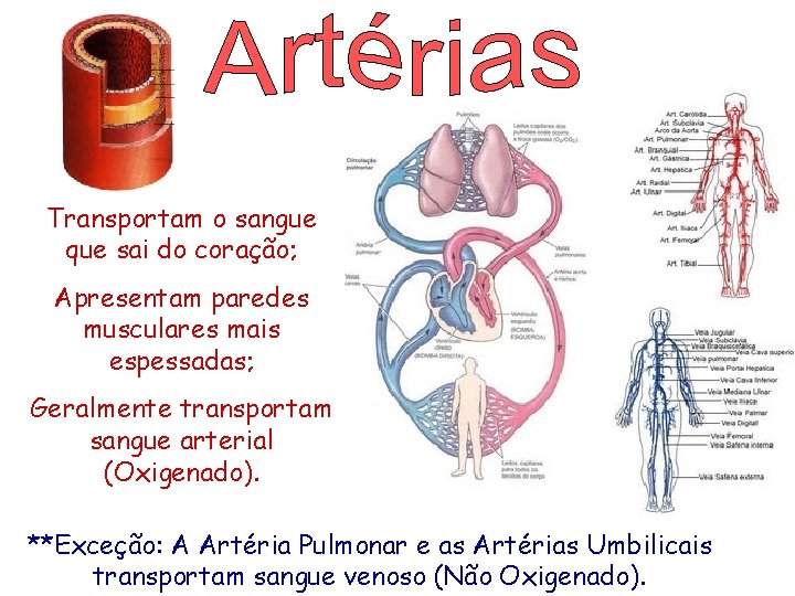 Transportam o sangue que sai do coração; Apresentam paredes musculares mais espessadas; Geralmente transportam