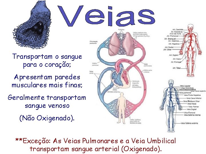 Transportam o sangue para o coração; Apresentam paredes musculares mais finas; Geralmente transportam sangue