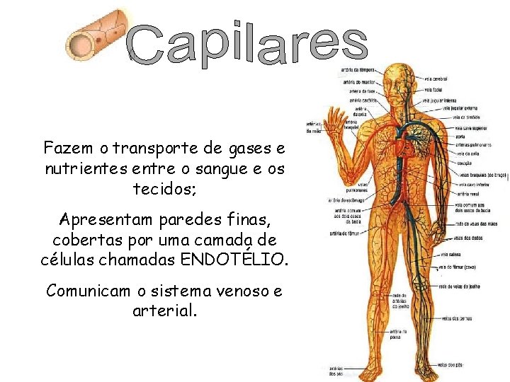 Fazem o transporte de gases e nutrientes entre o sangue e os tecidos; Apresentam