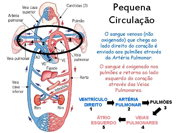 Pequena Circulação 3 4 4 2 1 5 3 O sangue venoso (não oxigenado)