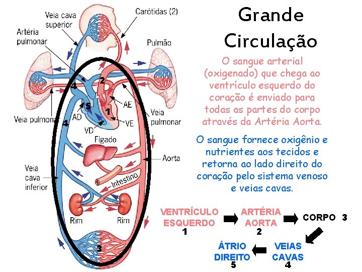 Grande Circulação 2 4 5 1 4 O sangue arterial (oxigenado) que chega ao