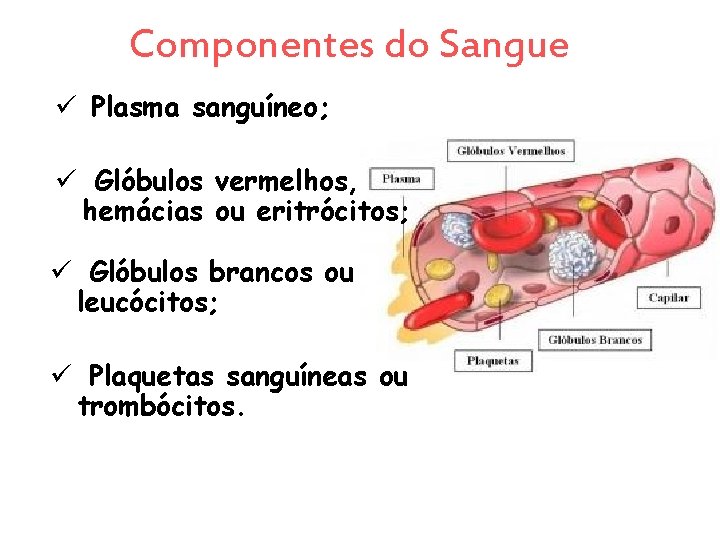 Componentes do Sangue ü Plasma sanguíneo; ü Glóbulos vermelhos, hemácias ou eritrócitos; ü Glóbulos