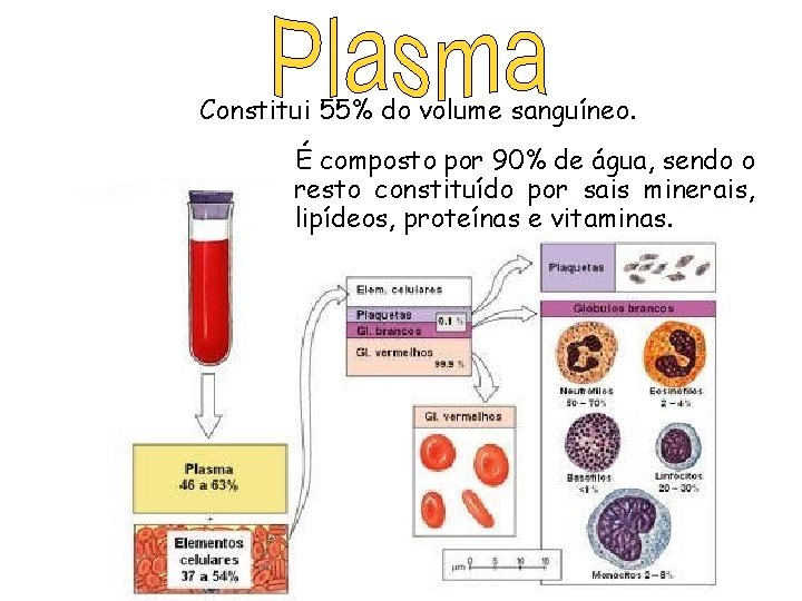 Constitui 55% do volume sanguíneo. É composto por 90% de água, sendo o resto