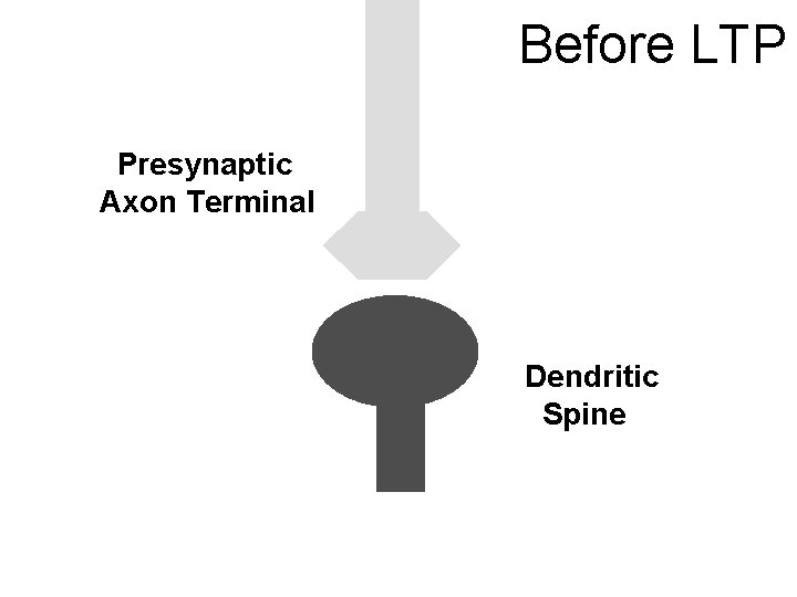 Before LTP Presynaptic Axon Terminal Dendritic Spine 