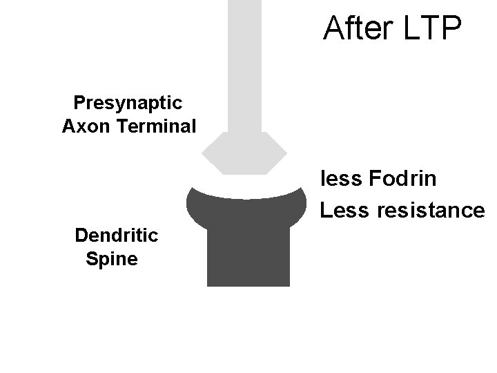 After LTP Presynaptic Axon Terminal less Fodrin Less resistance Dendritic Spine 