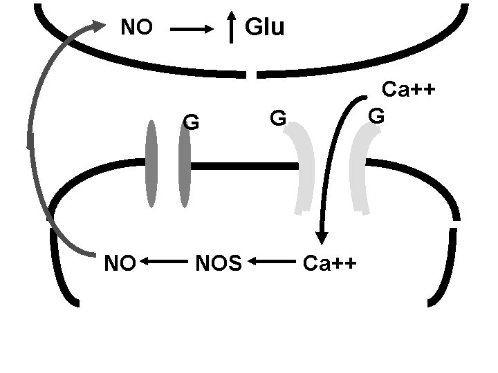 Glu NO G NO NOS Ca++ G G Ca++ 