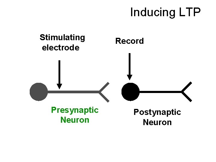 Inducing LTP Stimulating electrode Presynaptic Neuron Record Postynaptic Neuron 