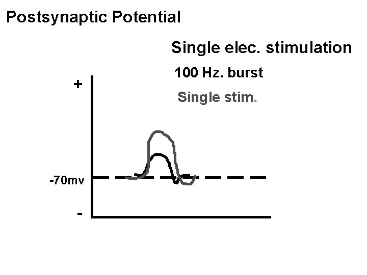 Postsynaptic Potential Single elec. stimulation + -70 mv - 100 Hz. burst Single stim.