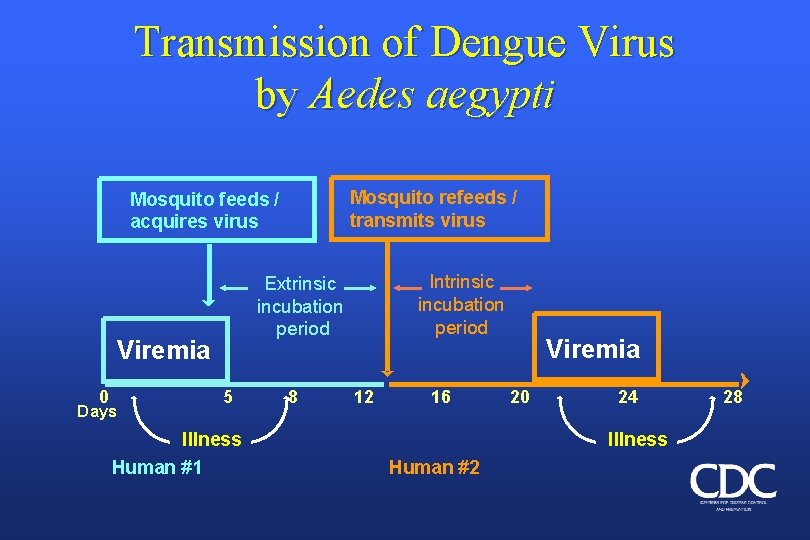 Transmission of Dengue Virus by Aedes aegypti Mosquito refeeds / transmits virus Mosquito feeds