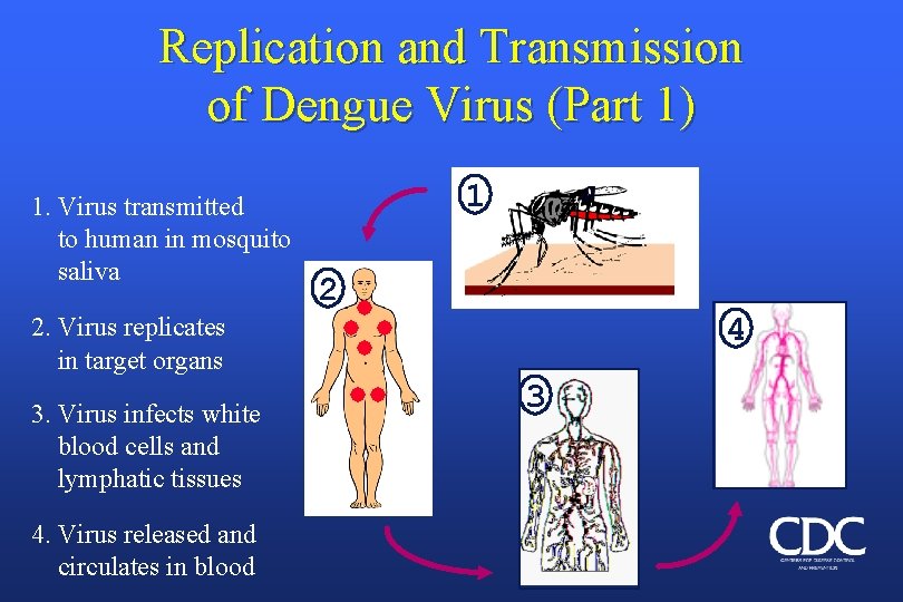 Replication and Transmission of Dengue Virus (Part 1) 1. Virus transmitted to human in