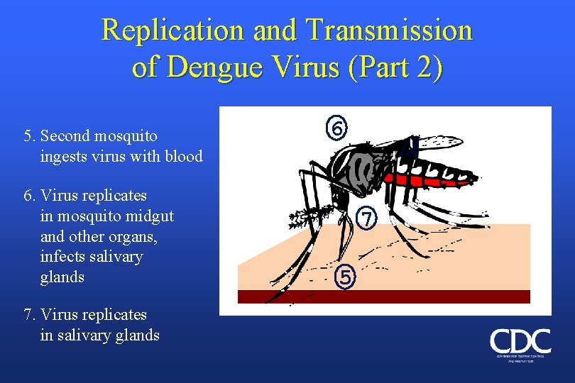 Replication and Transmission of Dengue Virus (Part 2) 5. Second mosquito ingests virus with