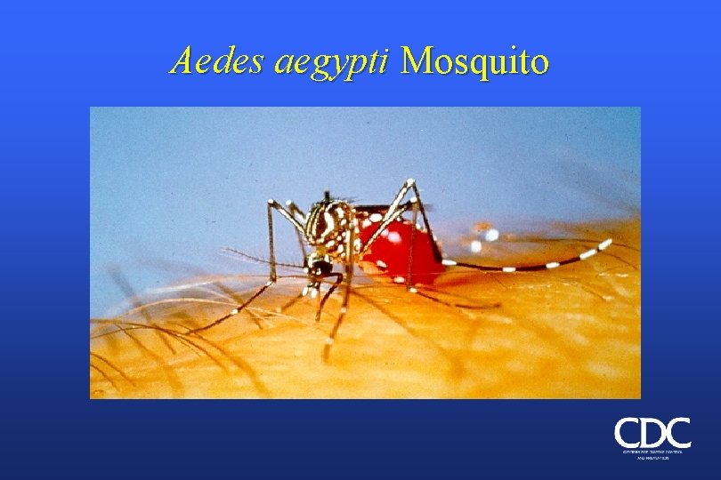 Aedes aegypti Mosquito 