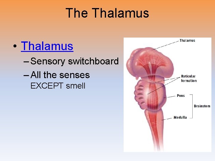 The Thalamus • Thalamus – Sensory switchboard – All the senses EXCEPT smell 