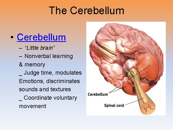 The Cerebellum • Cerebellum – “Little brain” – Nonverbal learning & memory _ Judge