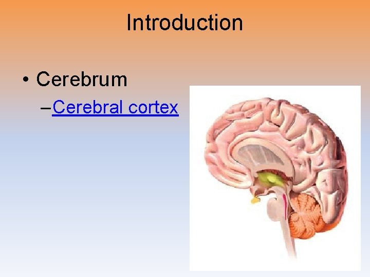 Introduction • Cerebrum – Cerebral cortex 
