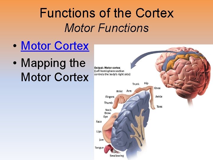 Functions of the Cortex Motor Functions • Motor Cortex • Mapping the Motor Cortex