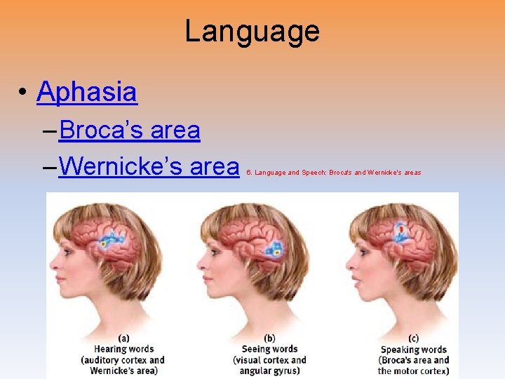 Language • Aphasia – Broca’s area – Wernicke’s area 6. Language and Speech: Broca's