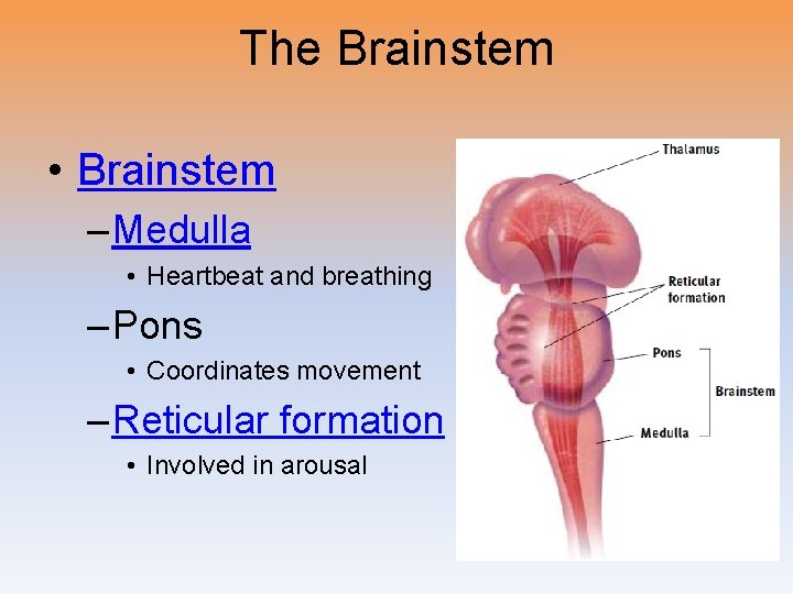 The Brainstem • Brainstem – Medulla • Heartbeat and breathing – Pons • Coordinates