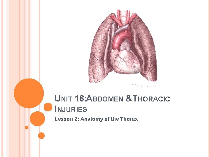UNIT 16: ABDOMEN &THORACIC INJURIES Lesson 2: Anatomy of the Thorax 