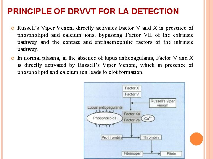 PRINCIPLE OF DRVVT FOR LA DETECTION Russell’s Viper Venom directly activates Factor V and