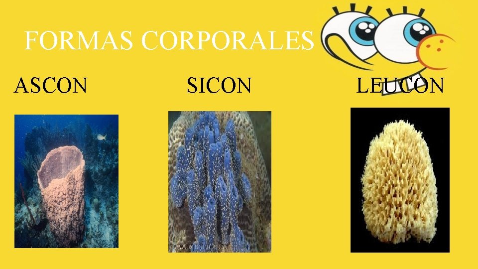 FORMAS CORPORALES ASCON SICON LEUCON FORMAS CORPORALES ASCON SICON LEUCON