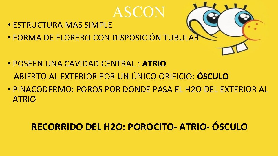 ASCON • ESTRUCTURA MAS SIMPLE • FORMA DE FLORERO CON DISPOSICIÓN TUBULAR • POSEEN