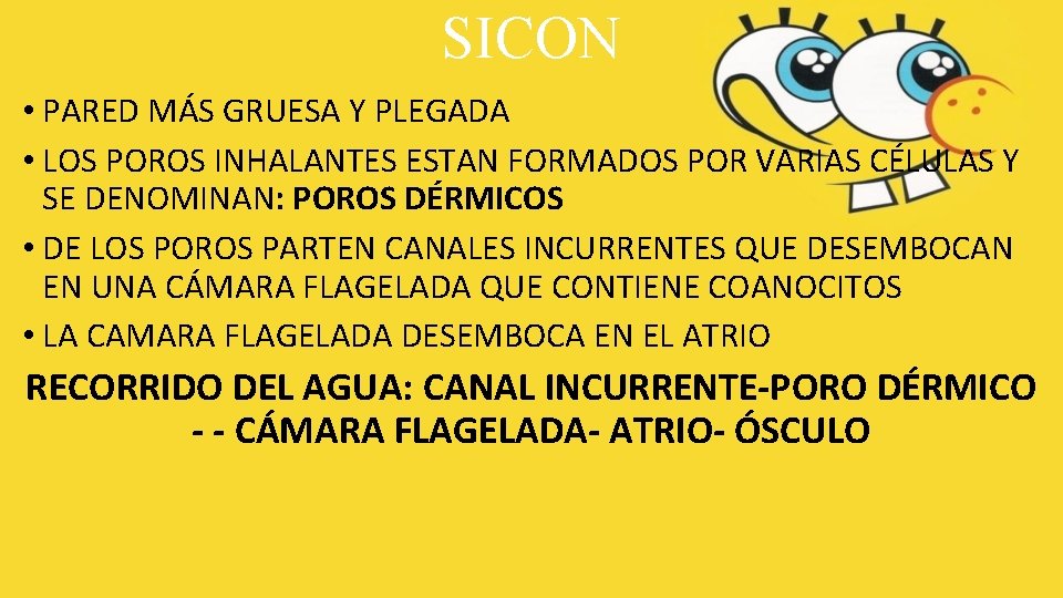 SICON • PARED MÁS GRUESA Y PLEGADA • LOS POROS INHALANTES ESTAN FORMADOS POR SICON • PARED MÁS GRUESA Y PLEGADA • LOS POROS INHALANTES ESTAN FORMADOS POR