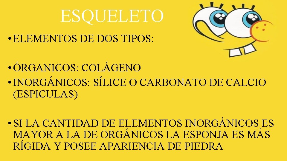 ESQUELETO • ELEMENTOS DE DOS TIPOS: • ÓRGANICOS: COLÁGENO • INORGÁNICOS: SÍLICE O CARBONATO