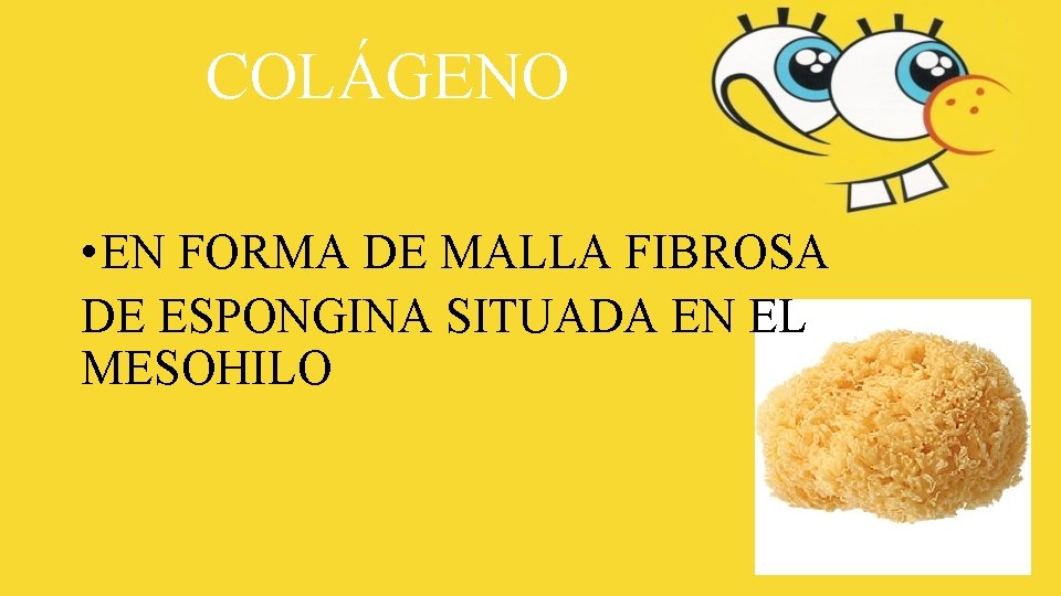 COLÁGENO • EN FORMA DE MALLA FIBROSA DE ESPONGINA SITUADA EN EL MESOHILO 